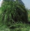 Behoud van voederwaarde bij later maaien. Te combineren met het klavermengsel Duet (8-10 kg/ha). 2 tot 4-jarige teelt zeer productief gras. Eenjarige teelt voor hoge eiwit productie.