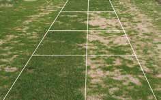 De verbeterde stresstolerantie van 4turf zorgt ervoor dat het gras sneller groen wordt en langer groen blijft dan diploïd Engels