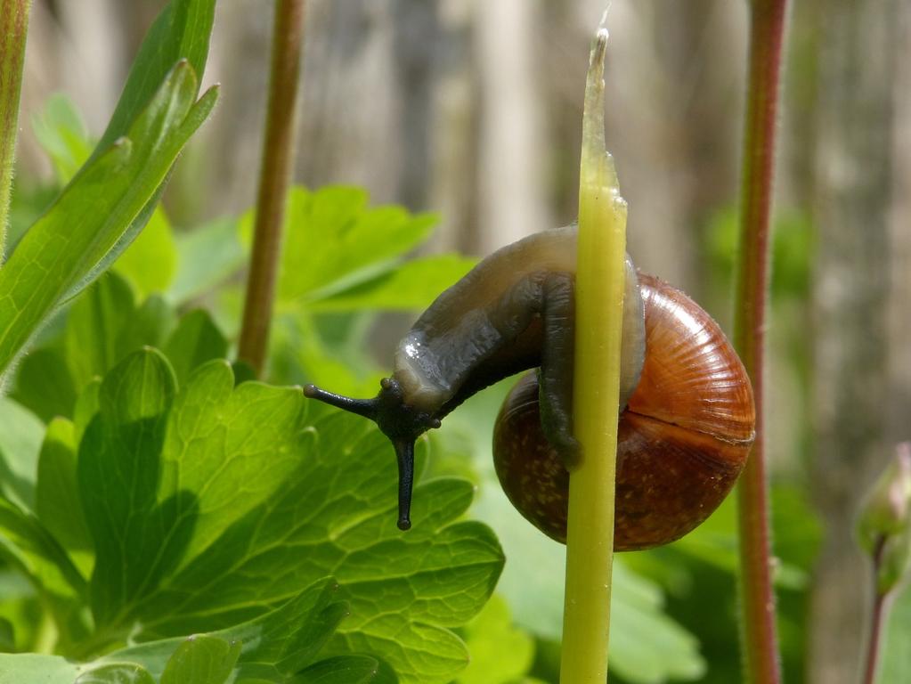 Wespbijen zijn parasitaire bijen (koekoeksbijen). De vrouwtjes leggen hun eitjes in het nest (broedcel) van een andere bij, vaak een zandbij.