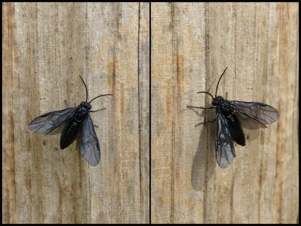 Van een deskundige weet ik intussen dat het waarschijnlijk een mannetje Goudpootzandbij is (8-9mm). Het is een algemeen voorkomende bij in de periode maart t/m/ midden juli.