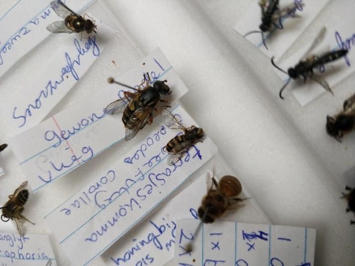 Figuur 5: geprepareerde insecten 2..4 Determinatie Na het preparen zijn de gevangen Bijen, hommels en zweefvliegen gedetermineerd.