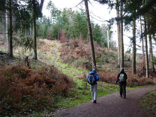 Dit pad zou je zo maar aan voorbij kunnen lopen, het valt niet erg op. We letten op witte merktekens van een 'wybertje' met daarin een '-' teken, en vinden deze op een dikke boom rechts van de weg.