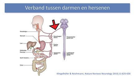 Voor wat betreft het fundamenteel onderzoek besprak Bas een studie die het vermoeden bevestigt dat parkinson begint in de blinde darm.