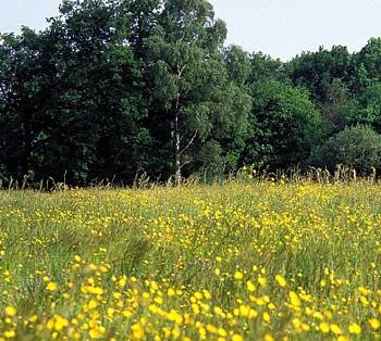 milieu- of natuurdoelstellingen op de graslanden waarop de overeenkomst betrekking heeft.