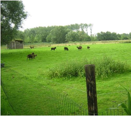 4.5 Graslanden zonder beheer- of gebruiksovereenkomst Graslanden zonder een overeenkomst zoals bedoeld in punt 4.2 en 4.3.