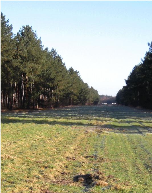 Foto 1 en 2: deze grasstroken in het bos zijn brandgangen en