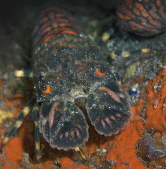 32 Berenkreeft Scyllarus arctus Borstelworm Hermodice carunculata Naaktslak Hypselodoris picta verdensis Het vervoer lading tussen Brazilië en de Azoren.