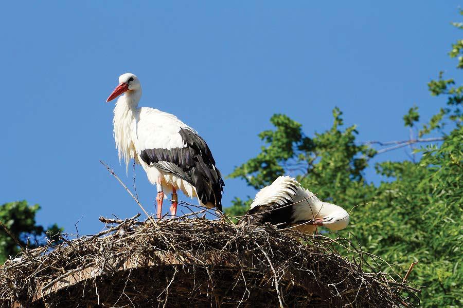 DE BOOM IN! DE RELATIE PLANT-DIER-MENS IN DE KIJKER In de natuur heb je fauna én flora. Het ene kan niet zonder het andere.