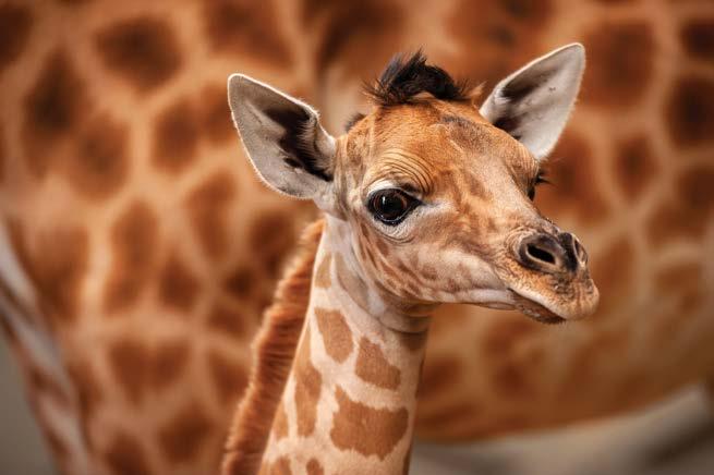 DE ARK VAN NOACH BIODIVERSITEIT, NATUURBEHOUD EN DE ROL VAN DE DIERENTUIN De dieren van ZOO Planckendael spelen een belangrijke rol als ambassadeurs voor hun wilde soortgenoten die het vaak moeilijk