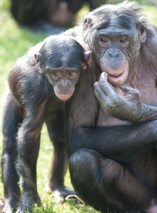 ALS DE DIEREN SPREKEN KONDEN COMMUNICATIE BIJ MENS & DIER Om te overleven is goede communicatie heel belangrijk.