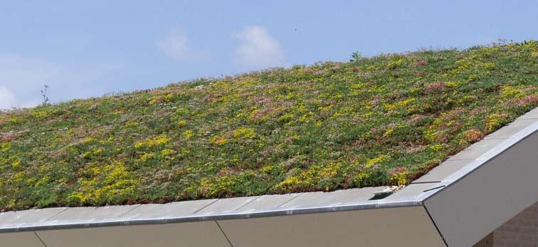 5.1.3 Bergen in vegetatiedaken Een andere mogelijkheid voor het gedeeltelijk bergen en vertraagd afvoeren van hemelwater in het plangebied is het toepassen van vegetatiedaken in een deel van het