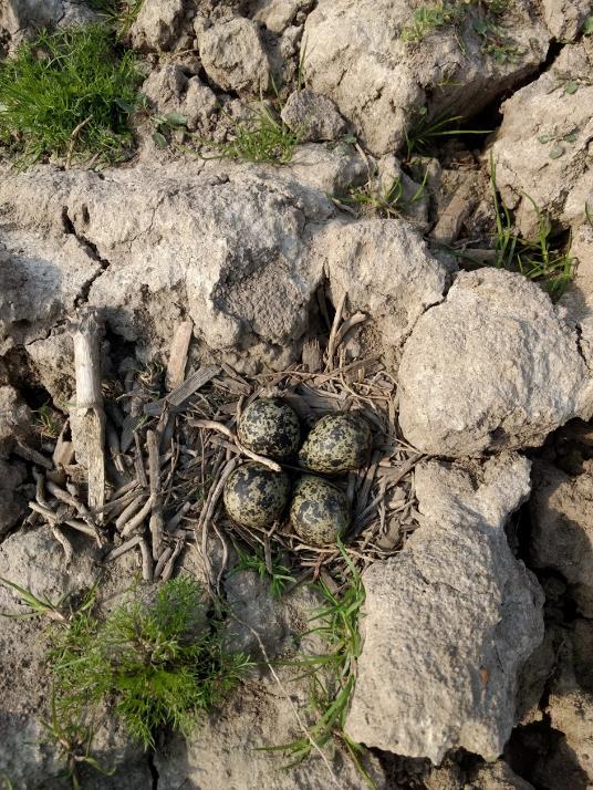 De boer heeft daarom een stuk opnieuw moeten inzaaien. Ook is er op zijn verzoek door jagers vanuit een camouflagetent geprobeerd het aantal roofvogels te verminderen.