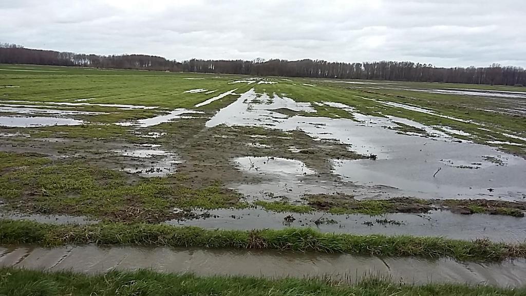 Gorseweide, plasdras op 16 maart j.l. Foto Harry Keijzer Groep 7 van Dick Pol Op het zuidelijke deel van de Gorseweide werden 6 (0) kievitsnesten gevonden. Ook hier werden (dezelfde?