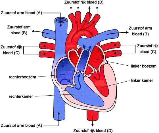 De rechter harthelft pompt zuurstofarm bloed door de longslagaders naar beide longen. Daar wordt het bloed verreikt met zuurstof en komt het terug in de linker boezem. Dit heet de kleine bloedsomloop.