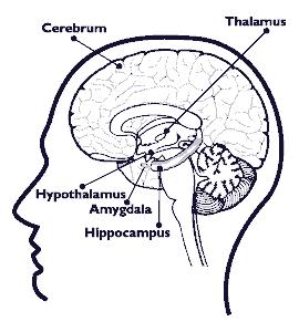 Prefrontale cortex Triggers leren