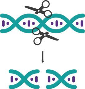 Hoe werkt CRISPR-Cas? 1. De CRISPR-molecule werkt als een gids 2.