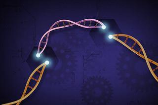 Bron beeld: Ernesto del Aguila III, National Human Genome Research Institute, NIH CRISPR-Cas gene editing, genoombewerking Techniek om DNA nauwkeurig