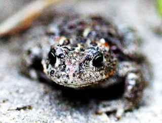 toad (Bufo calamita)