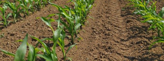 Inleiding Moeilijke onkruidbestrijding Aanhoudende droogte vanaf eind mei - begin juni GOEDE onkruidbestrijding bemoeilijkt