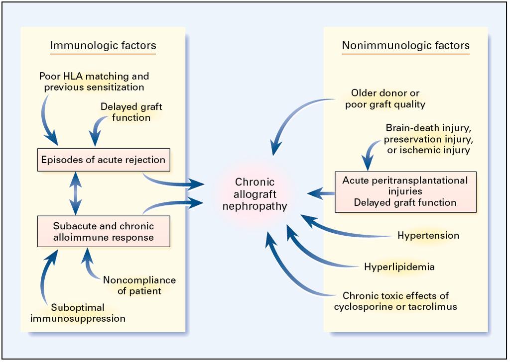 Chronic Transplant dysfunction Disease recurrence BK nephropathy 62 Pascual M et al, N Engl J Med 2002 Voorbeeld medicatie-overzicht na