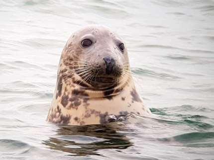 Middelste Zaagbekken, eider eenden een brilduiker en vier kuifduikers werden eveneens gezien.