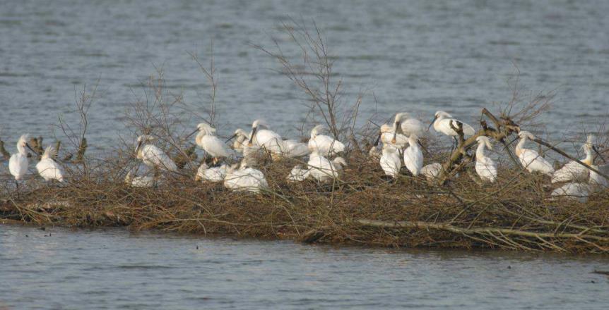 Figuur 3-9: Lepelaarskolonie Verrebroekse plassen (foto: INBO 2011) Het gebied is tevens een belangrijk pleister-, rui- en overwinteringsgebied voor watervogels: wilde eend, slobeend, tafeleend en