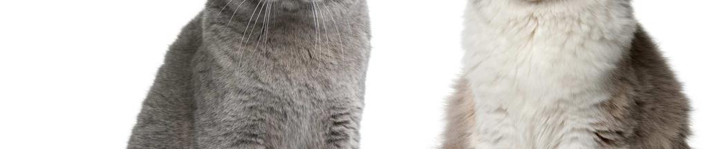 Deze katten zijn over het algemeen rustige dieren die houden van het gezelschap van hun