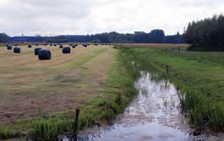 52 Monitoring landschap: locatie Bieslandse Bovenpolder in drie seizoenen (MK) der worden en zal de waterkwaliteit vooral worden bepaald door de hydromorfologie (inrichting, veen, kwel) en de