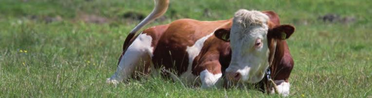 60 MK De polder werd het meest gebruikt om te wandelen en fietsen. In het onderzoek werd niet gerept over Boeren voor Natuur.