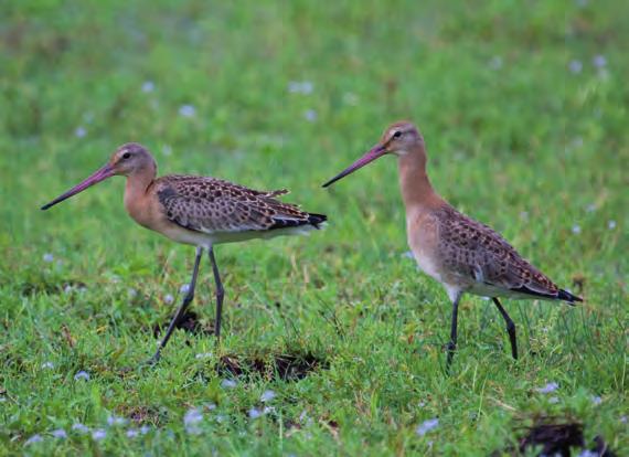 Het biologische melkveebedrijf van de familie Duijndam is het laatste melkveebedrijf in de polder van Biesland, ingeklemd tussen Delft, Den Haag, Pijnacker en Delfgauw.