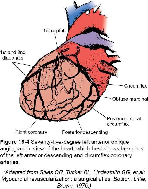 Coronary anatomy