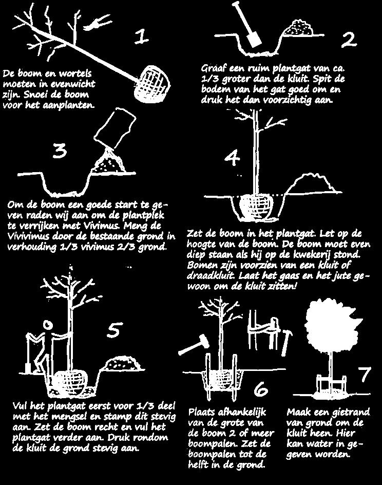 AANDACHTSPUNTEN EISEN TE STELLEN AAN MATERIAAL: planten als laanboom/hoogstamboom plantmaat minimaal 16/18 (stamomtrek tussen 16 en 18 cm op 1 meter boven het maaiveld).