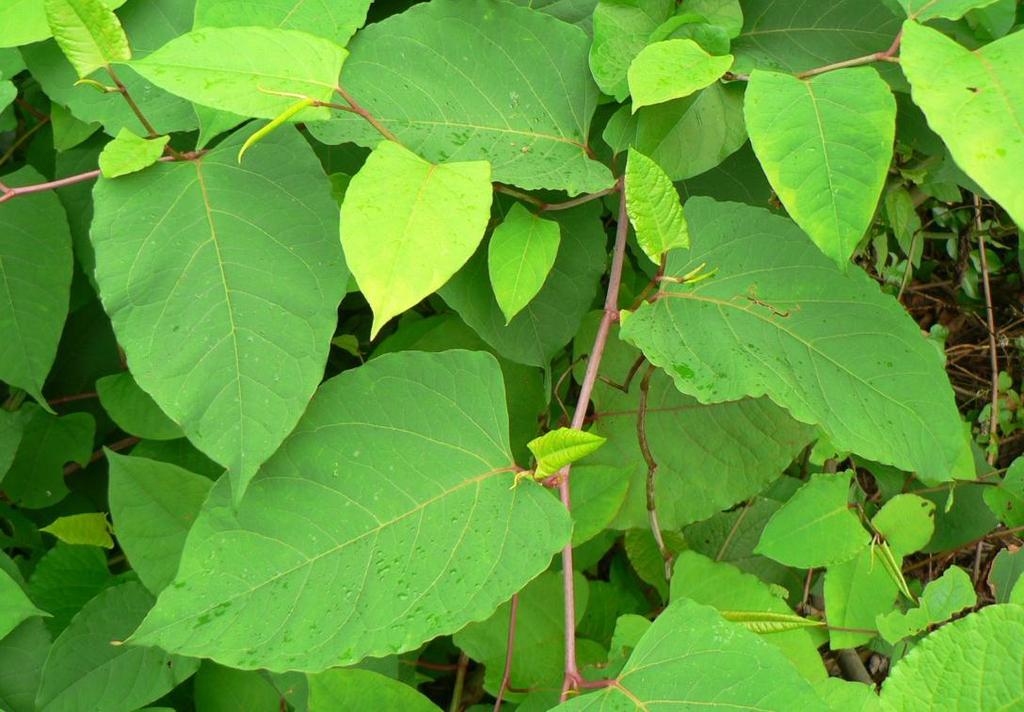 Gedragscode invasieve planten in België gelanceerd Na een aantal maanden gesprekken met de groensector, kon in september de Gedragscode voor invasieve planten in België met de nodige trots officieel