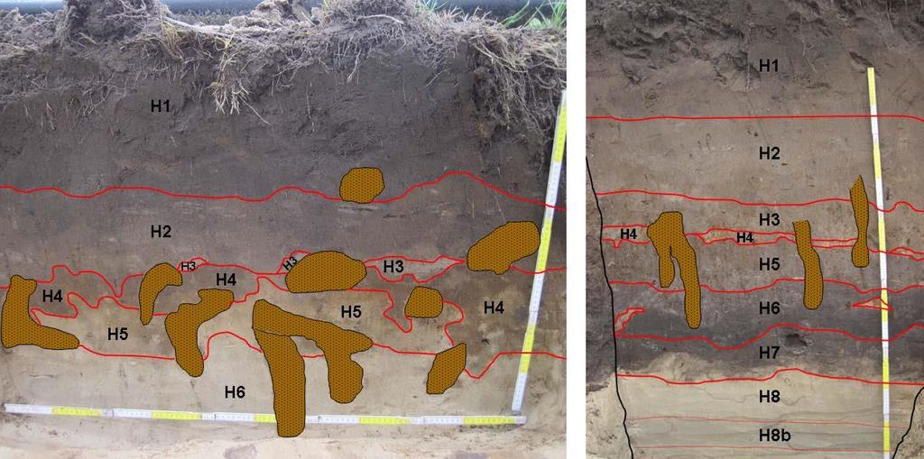 en ploegen van de bodem (H1-2). Daaronder ligt een zone waar artefacten door middel van bioturbatie in de diepere, onverstoorde bodem terecht kunnen komen.