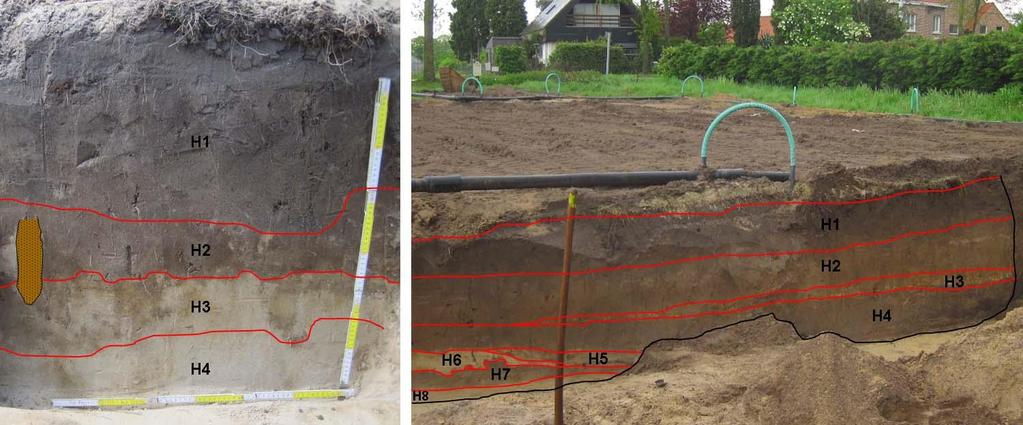 De originele bodem is bewaard gebleven doordat ze bedekt is geraakt onder colluvium. Opvallend in vergelijking met profiel 1 is de veel kleinere hoeveelheid biogalerijen.