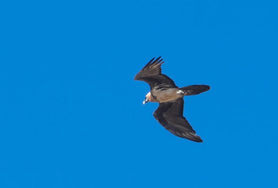 In de Kaukasus zonder