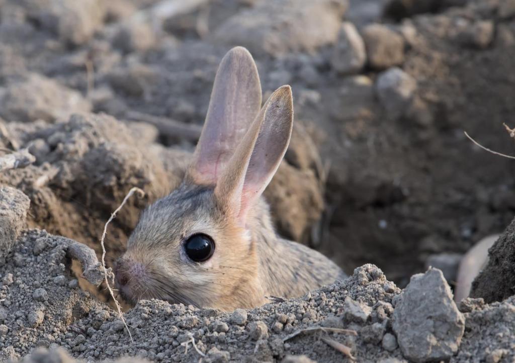 Great Jerboa (John