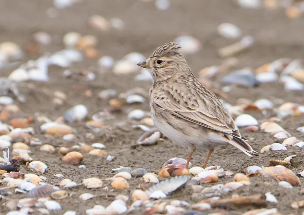 Kleine Kortteenleeuwerik op het strand nabij de telpost (John