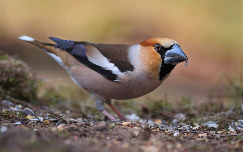 een aantal maatregelen schoon is geworden, laten de ijsvogel en de grote gele kwikstaart zich hier geregeld zien. In de beek leven onder andere weer beekprik en stekelbaarsje.