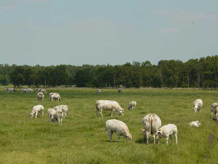 Sociale interacties Runderen zijn overduidelijk kuddedieren. In de natuur leven de koeien in familieverband samen.