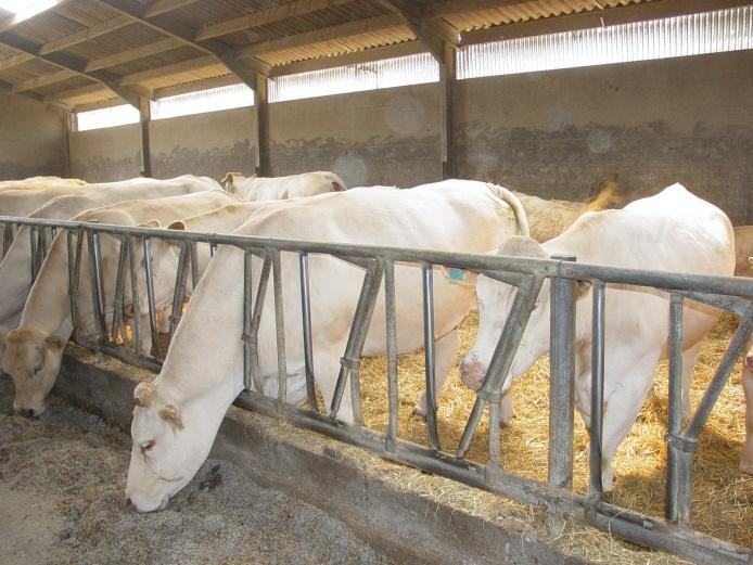 Het vangen mag echter geen onrust veroorzaken. Drinken Vaak wordt gesteld dat water het allerbelangrijkste voedermiddel is, waaraan vaak te weinig aandacht wordt besteed.