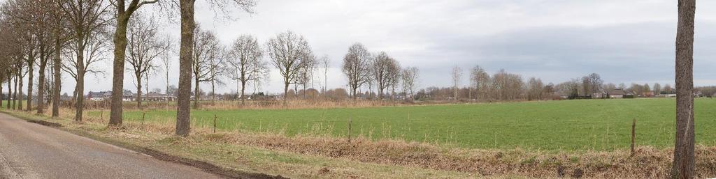 De populieren zijn kenmerkend voor het broeklandschap ten noorden van de Morgenstraat.