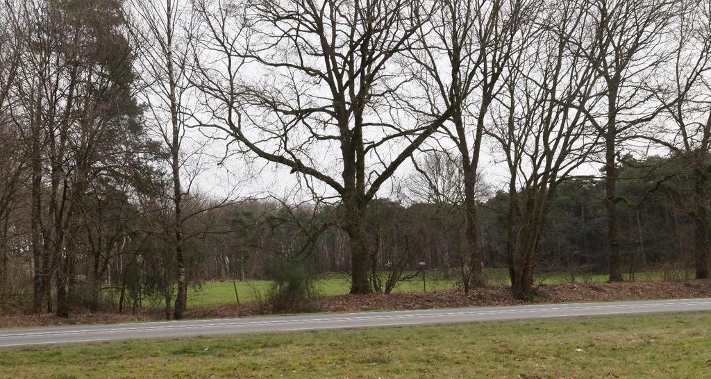 Foto 5-18 Open weide bij de Oostappensedijk Landschapselementen Vlierdense bosdijk Het bos aan weerszijden, met daarin onverharde paden, om de weide ten zuiden van de Oostappense dijk ligt een brede