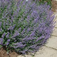 Onkruid Onkruid groeit vaak op plaatsen waar u dat niet wilt. Onkruid ziet er daarnaast vaak niet fraai uit. Het verwijderen van onkruid is belangrijk voor een verzorgde tuin.