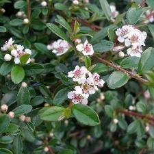 Het is een makkelijke (winter)groene plant die goed groeit in zon en halfschaduw. Het is een van de weinige bodembedekkers die mooi combineert met rozen.