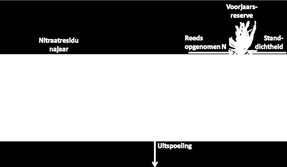 (Voorteelt) Verdeling nitraatresidu in