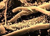 Organische stof ~ bodemleven Bacteriën?