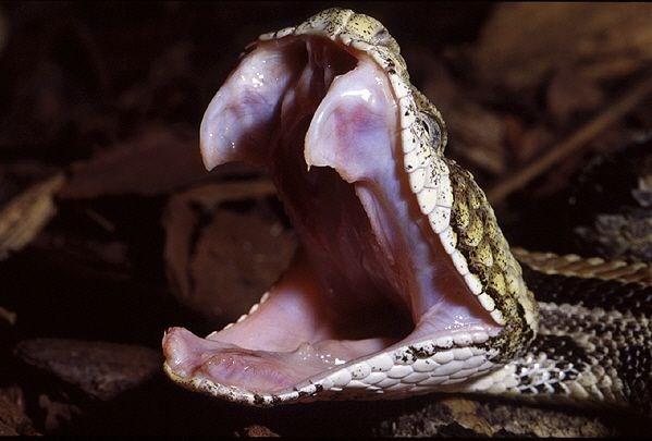 4. Slangen met grote, beweeglijke giftanden.