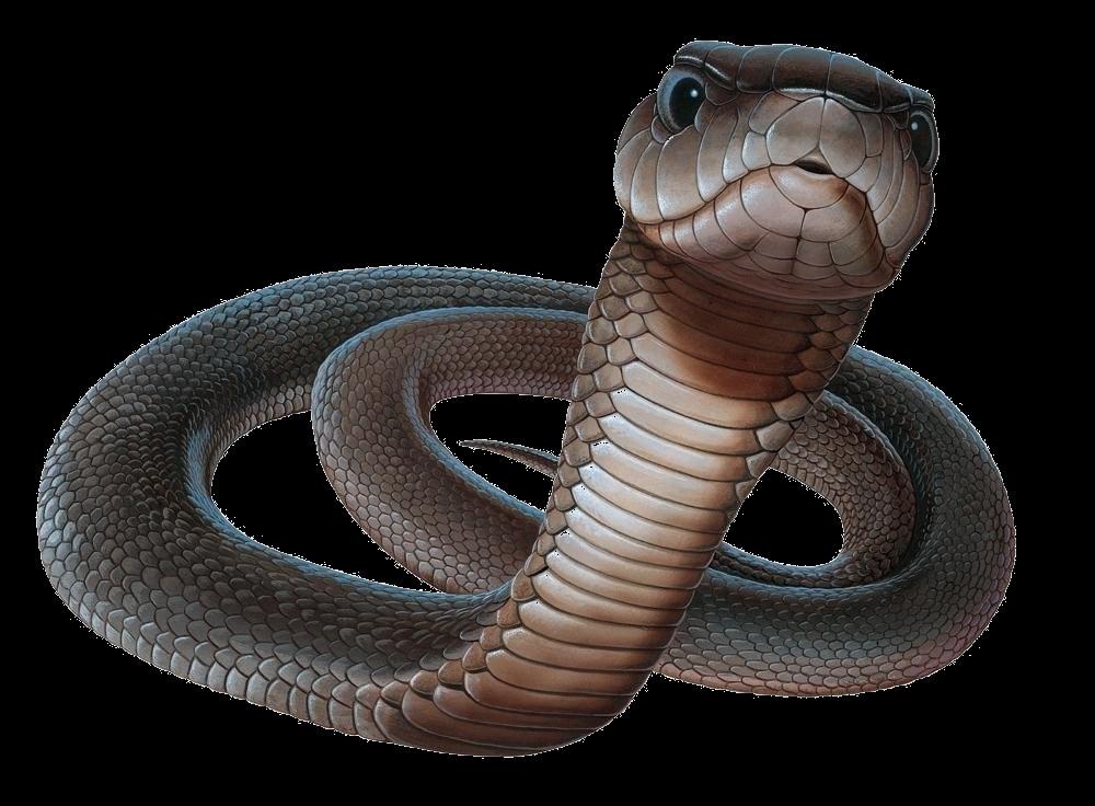 7. Slangenweetjes Slangengif Slangengif dient niet alleen om een prooi te verlammen of te