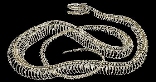 De bouw van de slang rechter long lever hart linker long maag Wervels en ribben Een slang heeft een groot aantal ruggenwervels (1). Het varieert van 160 tot wel meer dan 400 stuks.